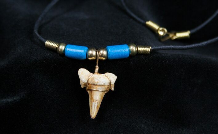 Fossil Shark Tooth Necklace #602